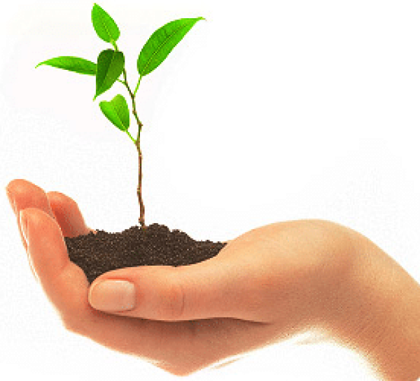 Sapling